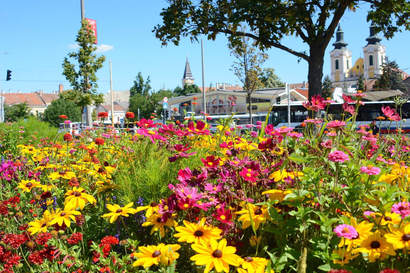 Városszerte csodálatosak az egynyári növényekkel beültetett virágágyások